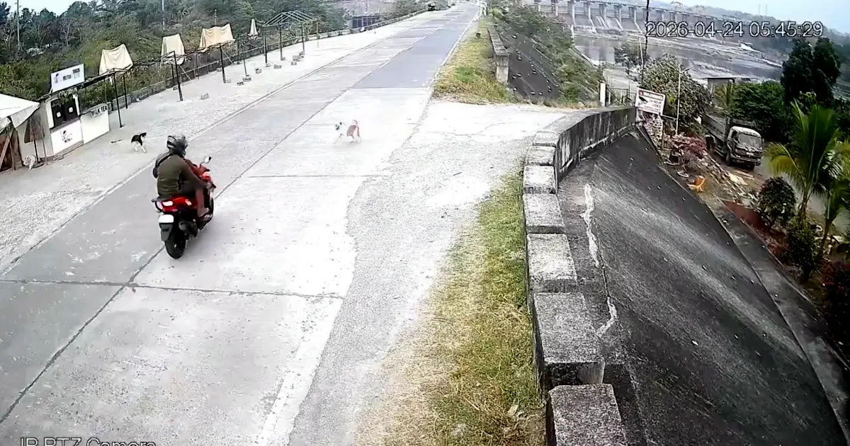Two Men Shoot Stray Dog on an Indian Road